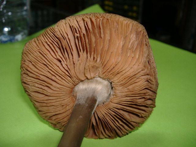 Fungo di citta''